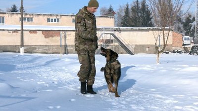 Морози до -20°C: хто і як допомагає безпритульним тваринам у Вінниці