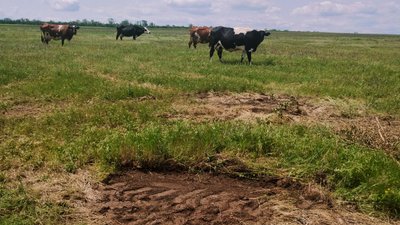 Понад пів століття випасали корів: на Кіровоградщині пасовище передали у приватну власність Понад пів століття випасали корів: на Кіровоградщині пасовище передали у приватну власність