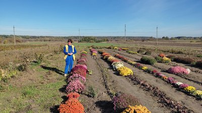 "Захоплення для душі": мешканка Луцького району вирощує понад сто сортів хризантем та десять порід птаства "Захоплення для душі": мешканка Луцького району вирощує понад сто сортів хризантем та десять порід птаства