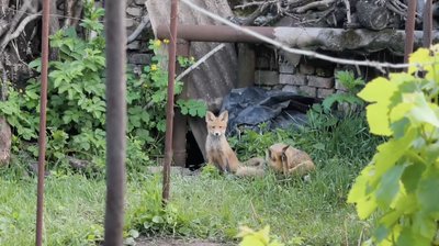 "Боюся, що вони й у дім зайдуть". У Кривому Розі на подвірʼї домогосподарства оселилася лисиця з дитинчатами "Боюся, що вони й у дім зайдуть". У Кривому Розі на подвірʼї домогосподарства оселилася лисиця з дитинчатами