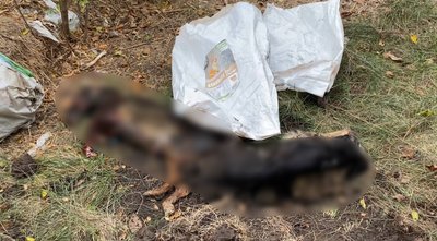 Виявили рештки тварин, купи сміття та щурів: поліція перевіряє притулок поблизу Дніпра Виявили рештки тварин, купи сміття та щурів: поліція перевіряє притулок поблизу Дніпра