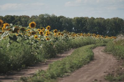Соняшникове поле Харківська область Соняшникове поле Харківська область