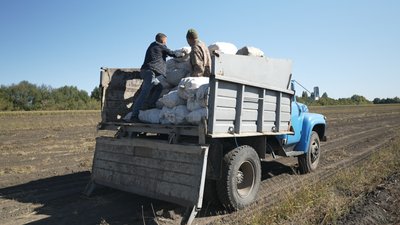 На Вінниччині освітяни збирають картоплю для шкіл та дитсадків На Вінниччині освітяни збирають картоплю для шкіл та дитсадків