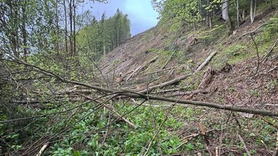 Рубки лісу над селом Підполоззя на Закарпатті: що відомо Рубки лісу над селом Підполоззя на Закарпатті: що відомо