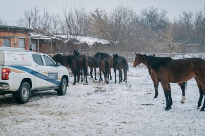 Поліція та волонтери вивозять коней зі Старосалтівської громади Поліція та волонтери вивозять коней зі Старосалтівської громади