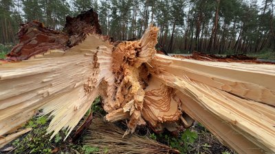 Буревій у Кропивницькому: дерева падають на дороги, тротуари та будинки Буревій у Кропивницькому: дерева падають на дороги, тротуари та будинки