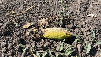 "Сонце спалює продукцію": як відбувається вирощування овочів на Миколаївщині "Сонце спалює продукцію": як відбувається вирощування овочів на Миколаївщині