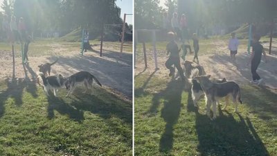 безпритульні собаки біля школи безпритульні собаки біля школи