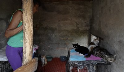«Тихо, а додому хочеться»: як на Черкащині живе донеччанка, яка евакуювалась із 14 котами «Тихо, а додому хочеться»: як на Черкащині живе донеччанка, яка евакуювалась із 14 котами