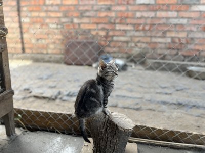 Притулок для тварин собаки коти Костянтинівка Донецька область 4 жовтня 2024 Притулок для тварин собаки коти Костянтинівка Донецька область 4 жовтня 2024