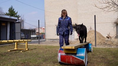 кінолог, німецька вівчарка, жук кінолог, німецька вівчарка, жук