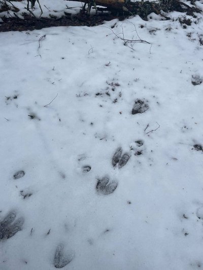 Чисельність не відновлюється, попри заборону на полювання: на Житомирщині тривають заходи з обліку мисливських тварин Чисельність не відновлюється, попри заборону на полювання: на Житомирщині тривають заходи з обліку мисливських тварин