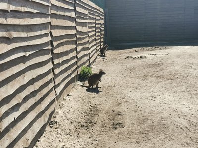 Двох кенгуру із "Фельдман Екопарку" привезли після російського обстрілу в екопарк на Полтавщині Двох кенгуру із "Фельдман Екопарку" привезли після російського обстрілу в екопарк на Полтавщині