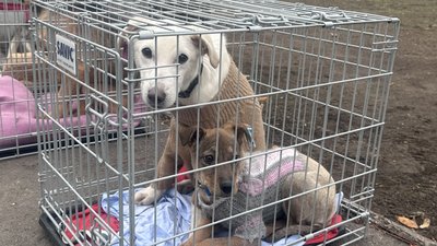Шанс на нове життя. У Миколаєві відбулася виставка прилаштування тварин