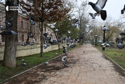 Голуби злітають у порожньому сквері в центрі міста у Херсоні Голуби злітають у порожньому сквері в центрі міста у Херсоні