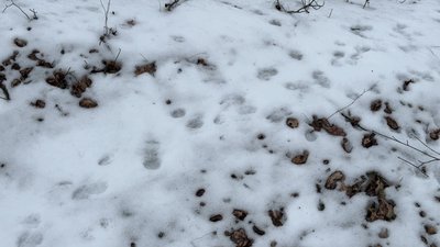 Контроль за популяцією хижаків та захист від сказу: як на Полтавщині регулюють чисельність лисиць Контроль за популяцією хижаків та захист від сказу: як на Полтавщині регулюють чисельність лисиць