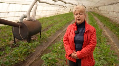 вирощує полуницю в теплицях вирощує полуницю в теплицях