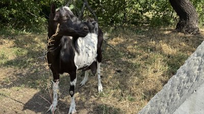 Коза, село Золоті Пруди, Олександрівська громада, Донецька область, 11 липня 2025 рік Коза, село Золоті Пруди, Олександрівська громада, Донецька область, 11 липня 2025 рік