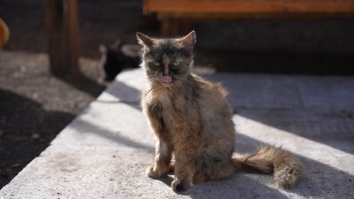 "Діставали з-під завалів будинку": історії врятованих з Покровського району котів та собак, які нині живуть у Дніпрі "Діставали з-під завалів будинку": історії врятованих з Покровського району котів та собак, які нині живуть у Дніпрі