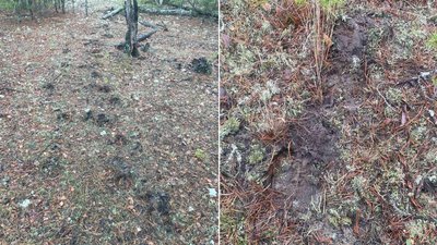Зафіксували зубра у нацпарку на Рівненщині Зафіксували зубра у нацпарку на Рівненщині