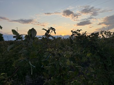 Малинник Олега Кудлая Малинник Олега Кудлая