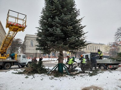У Львові демонтували головну ялинку: стовбур використають для опалення, гілки — для корму 150 кіз у притулку У Львові демонтували головну ялинку: стовбур використають для опалення, гілки — для корму 150 кіз у притулку