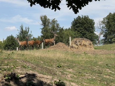 "Мінізоопарк — окраса Беседівки": як у селі на Сумщині вирощують оленів та ланей "Мінізоопарк — окраса Беседівки": як у селі на Сумщині вирощують оленів та ланей