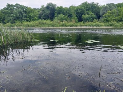 "З Росії текла якась нечисть": мор риби у річці Сейм на Сумщині
