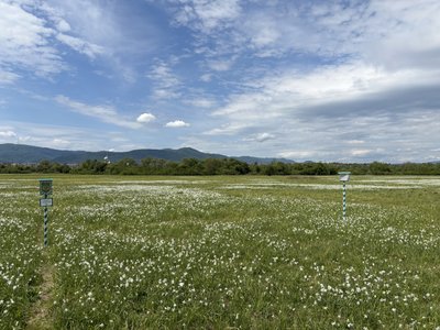 У Хусті на Закарпатті триває масове цвітіння Долини нарцисів У Хусті на Закарпатті триває масове цвітіння Долини нарцисів