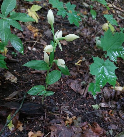 булатка великоквіткова, Cephalanthera damasonium, дика орхідея булатка великоквіткова, Cephalanthera damasonium, дика орхідея