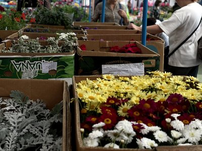 саджанці, квіти, квіти на прилавку
