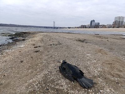 Чому в Запоріжжі загинули баклани: що кажуть науковці та влада