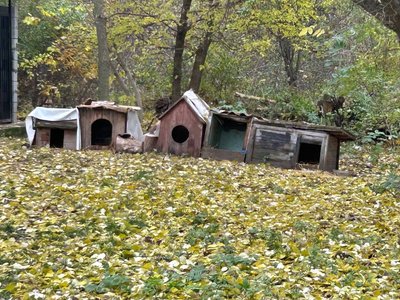Зимовий прихисток для безпритульних тварин у Житомирі Зимовий прихисток для безпритульних тварин у Житомирі