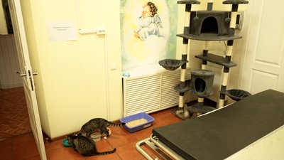 "Чорний кіт посивів". Переселенців з прифронтової Донеччини із домашніми тваринами прихистив шелтер у Дніпрі: як живуть "Чорний кіт посивів". Переселенців з прифронтової Донеччини із домашніми тваринами прихистив шелтер у Дніпрі: як живуть