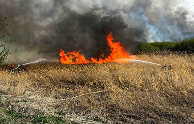 Пожежі в екосистемах: на Черкащині за добу вигоріло понад 35 гектарів Пожежі в екосистемах: на Черкащині за добу вигоріло понад 35 гектарів