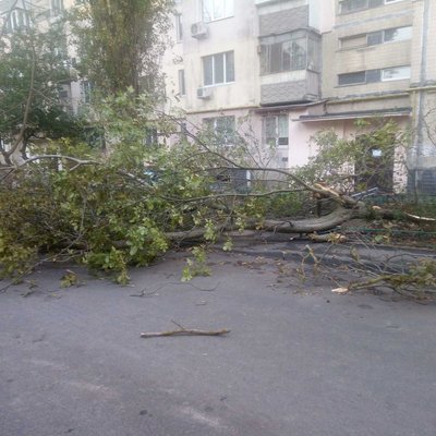В Одесі через негоду впали дерева