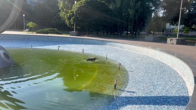 Вода у фонтанах Житомира: що кажуть жителі та медики