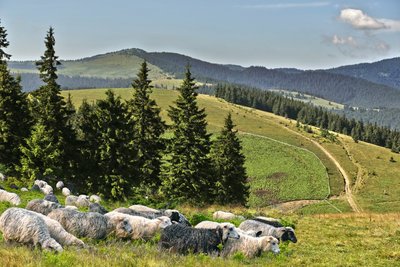 Вівці, Карпати Вівці, Карпати