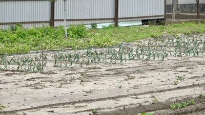 Негода на Тернопільщині, ліквідовують наслідки негоди, травень 2025 Негода на Тернопільщині, ліквідовують наслідки негоди, травень 2025