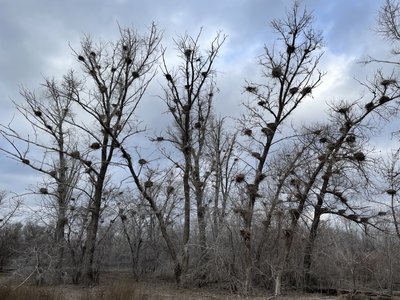"Вигорає усе на світі": на Полтавщині у водосховищах Дніпра з’являються "мертві острови" "Вигорає усе на світі": на Полтавщині у водосховищах Дніпра з’являються "мертві острови"