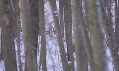 У нацпарку "Холодний Яр" на Черкащині обліковують та підгодовують диких тварин У нацпарку "Холодний Яр" на Черкащині обліковують та підгодовують диких тварин