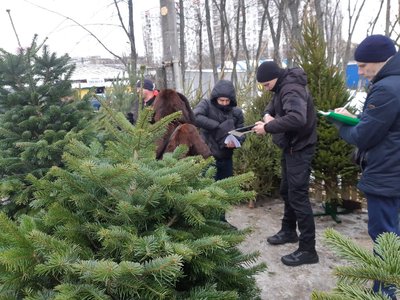 Працівники Держекоінспекції перевіряють законність продажу ялинок у Києві Працівники Держекоінспекції перевіряють законність продажу ялинок у Києві