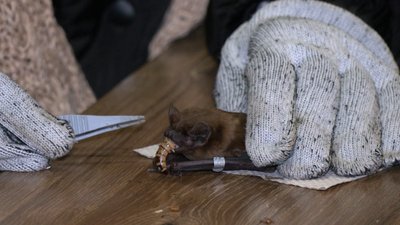 Скоро на волю: випустити кажанів у природу готуються у рівненській філії Центру реабілітації рукокрилих Скоро на волю: випустити кажанів у природу готуються у рівненській філії Центру реабілітації рукокрилих
