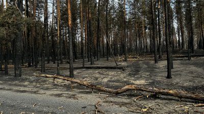Наслідки лісові пожежі національний природний парк "Святі гори" село Студенок Харківщина Святогірська громада Донецька область 4 вересня 2024 рік Наслідки лісові пожежі національний природний парк "Святі гори" село Студенок Харківщина Святогірська громада Донецька область 4 вересня 2024 рік