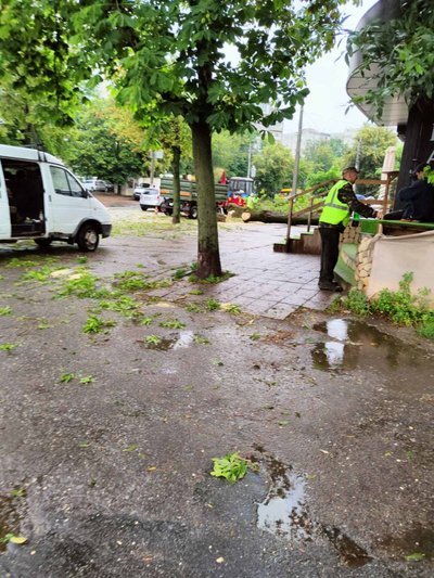 В центрі Житомира через негоду вирвало з корінням дерево, якому було понад пів сотні років В центрі Житомира через негоду вирвало з корінням дерево, якому було понад пів сотні років