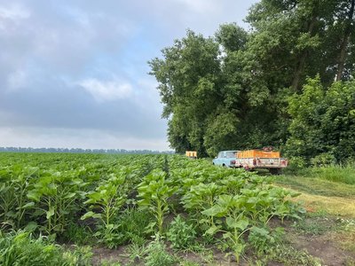 "Знайомтесь з місциною дівчатка": черкаські пасічники вивозять вулики на соняшник "Знайомтесь з місциною дівчатка": черкаські пасічники вивозять вулики на соняшник