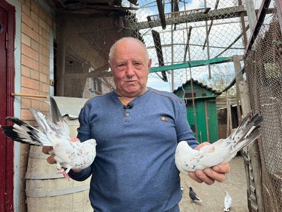 "Навіть з уроків тікав, аби впіймати голуба": черкащанин впродовж 67 років вирощує голубів "Навіть з уроків тікав, аби впіймати голуба": черкащанин впродовж 67 років вирощує голубів