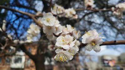 У Харкові квітнуть абрикоси, квітень 2025 року У Харкові квітнуть абрикоси, квітень 2025 року