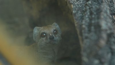 "Грайливі, але боязкі": у зоопарку Черкас народилася трійня жовтих мангуст "Грайливі, але боязкі": у зоопарку Черкас народилася трійня жовтих мангуст