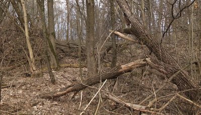 Дерева у лісі, частина з яких зламані Дерева у лісі, частина з яких зламані